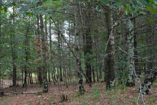 TBD Benson Road, Grantsburg, WI 54840