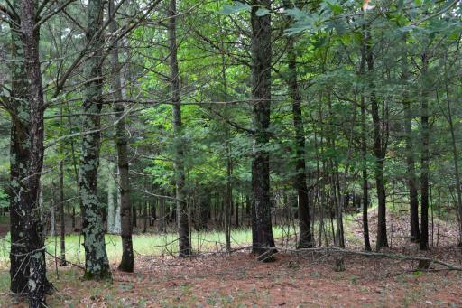 TBD Benson Road, Grantsburg, WI 54840