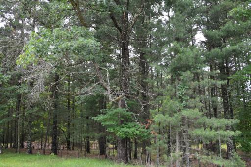 TBD Benson Road, Grantsburg, WI 54840