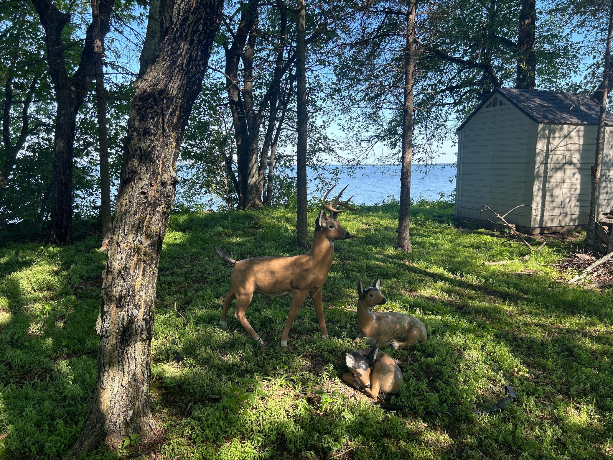 More views around the yard.
