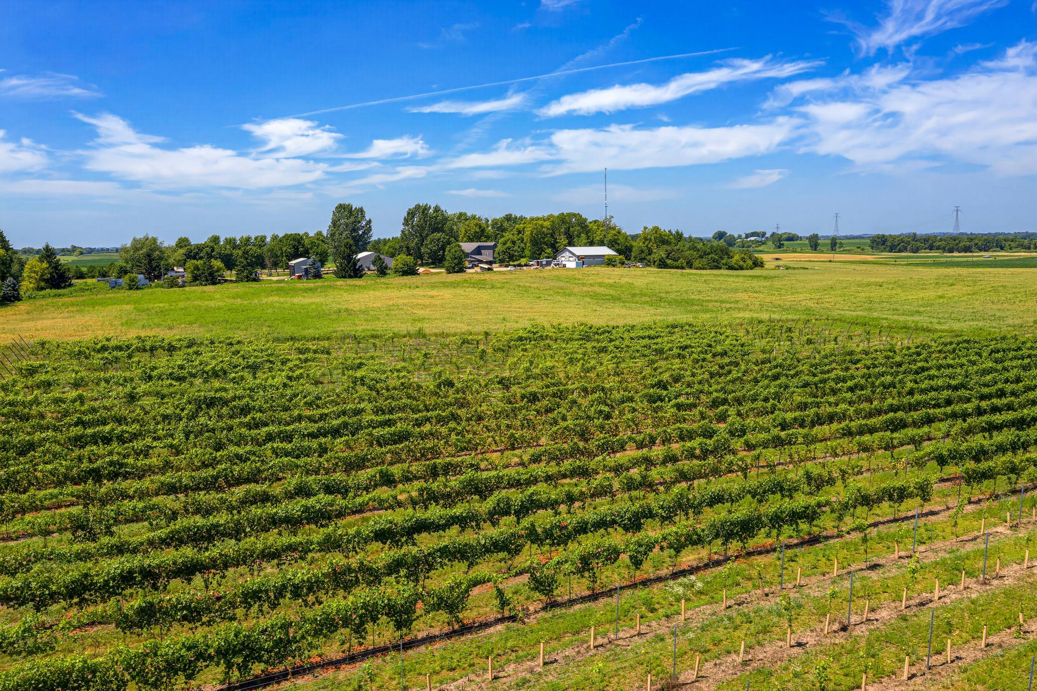 Itasca and La Crescent grape varieties are being grown in the vineyard.