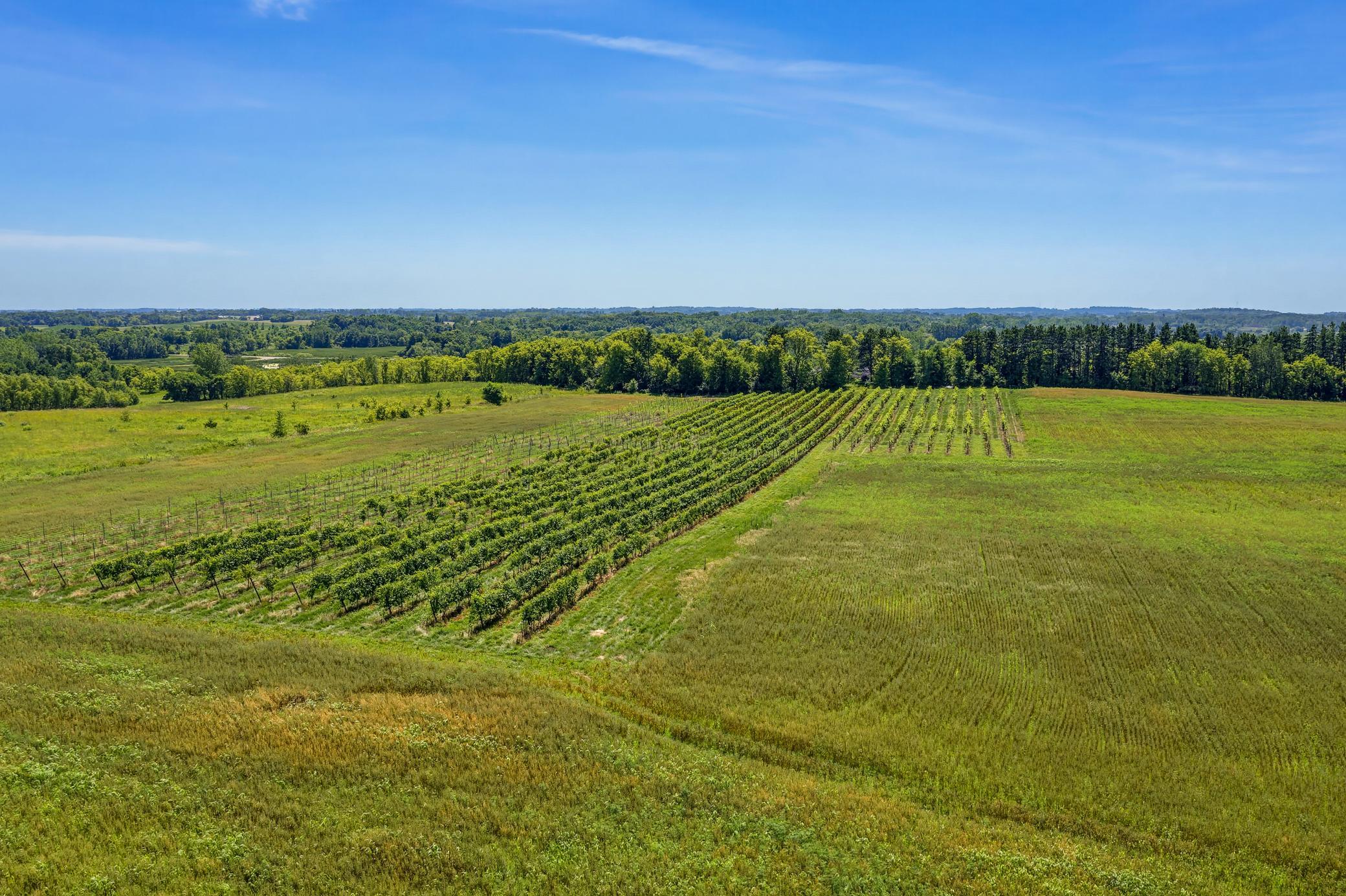 Approximately 4 acres of grape vines are included.