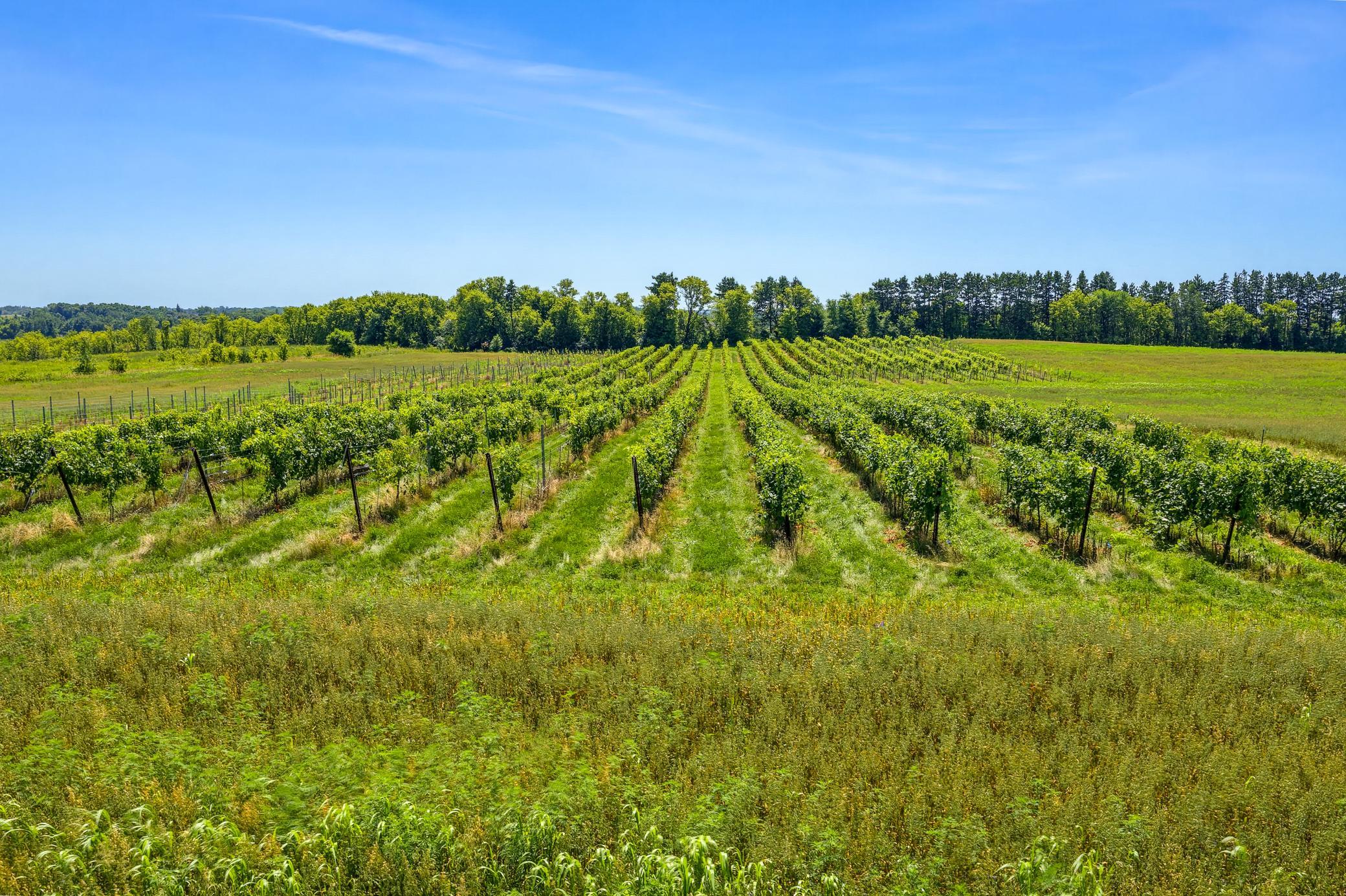 Itasca and La Crescent grape varieties are being grown in the vineyard.