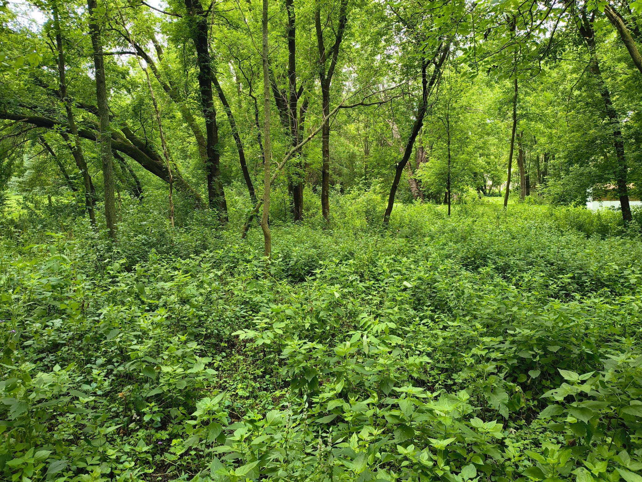 Property photo for tbd NE 4th St, Glenwood, MN 56334