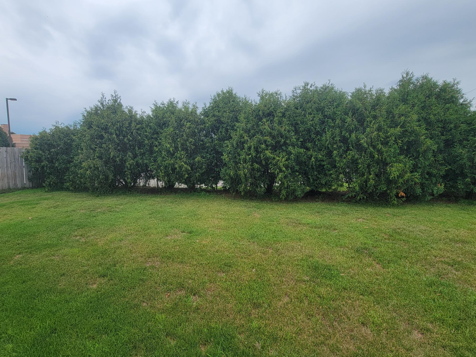 Fenced yard with privacy shrubs