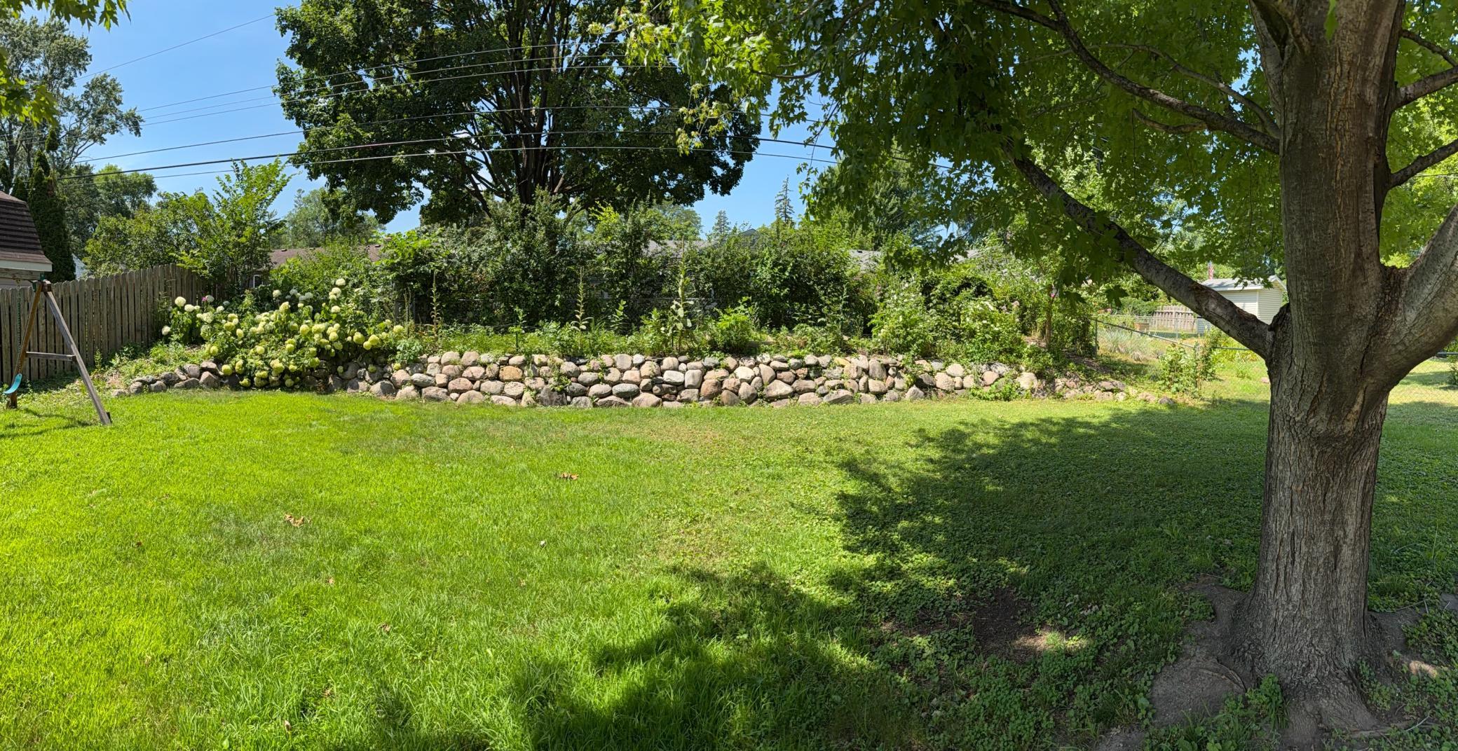 RASPBERRY BUSHES - BACKYARD