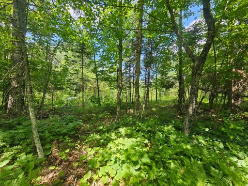 TBD Cedar Shores Drive, Deerwood, MN 56444