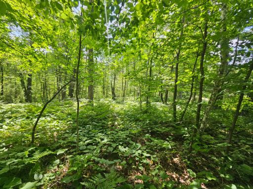 TBD Cedar Shores Drive, Deerwood, MN 56444