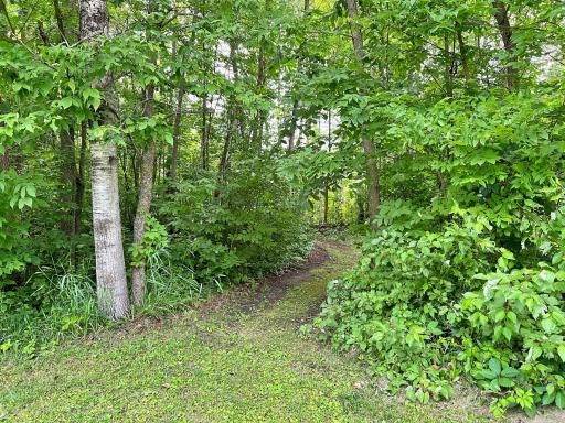 Trails in the 1.5 acre wooded lot.jpg