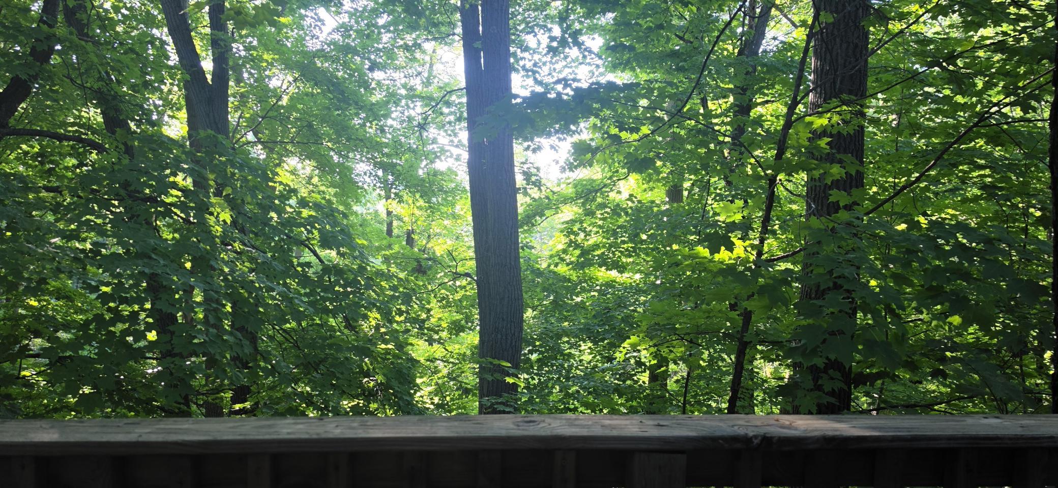 Upper Deck View