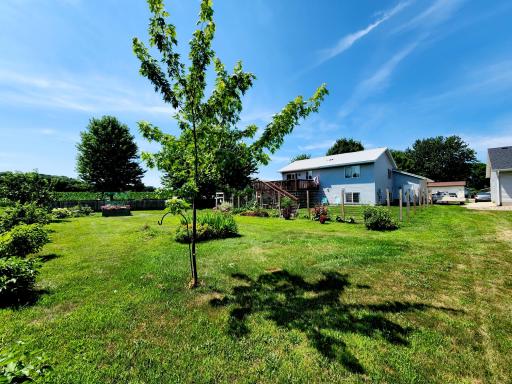 Backyard 1.jpg