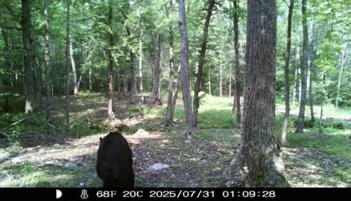 XXX W Eckel Lane, Couderay, WI 54835