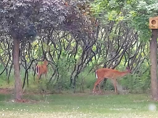 Wildlife!