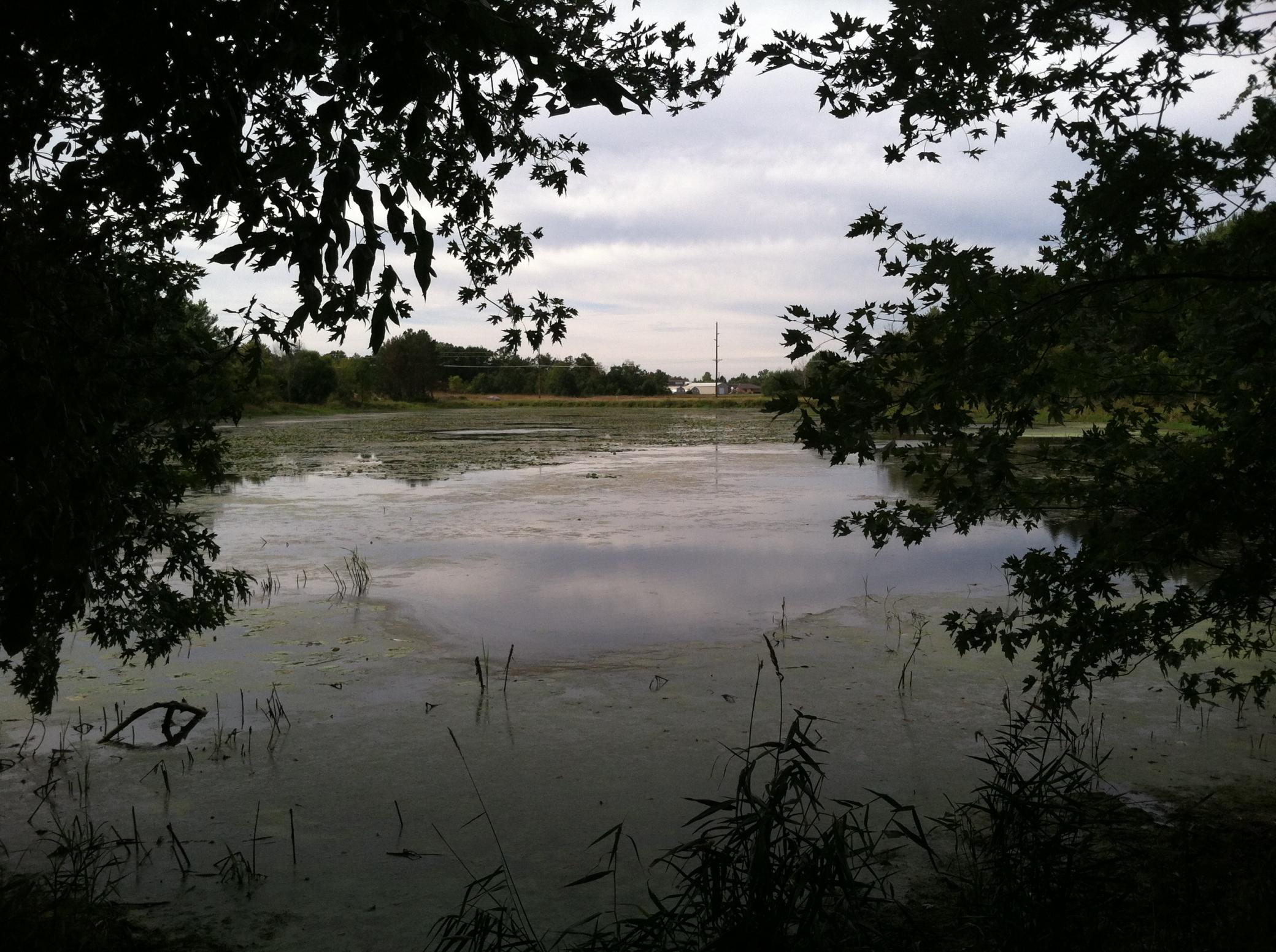Pond on west side of property