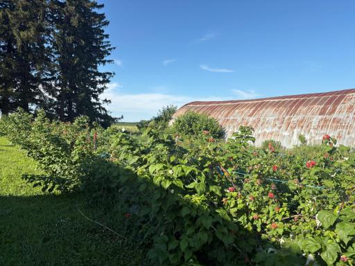 IMG_0984.jpeg Raspberries