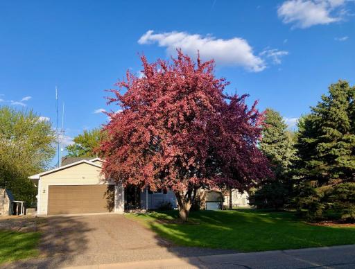 Crab apple tree in full bloom.jpg