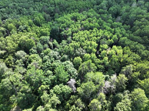 TBD US 71 - 16.7 AC, Park Rapids, MN 56470