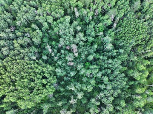 TBD US 71 - 16.7 AC, Park Rapids, MN 56470