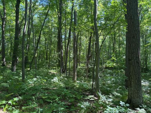 TBD Cedar Road, Cushing, MN 56443