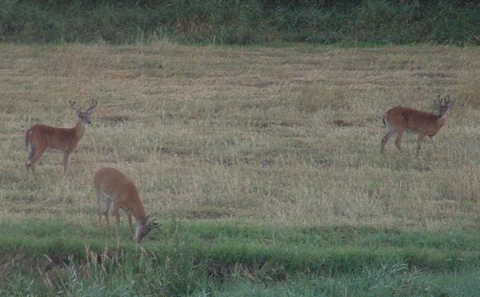 Deer on property pic 2.jpg
