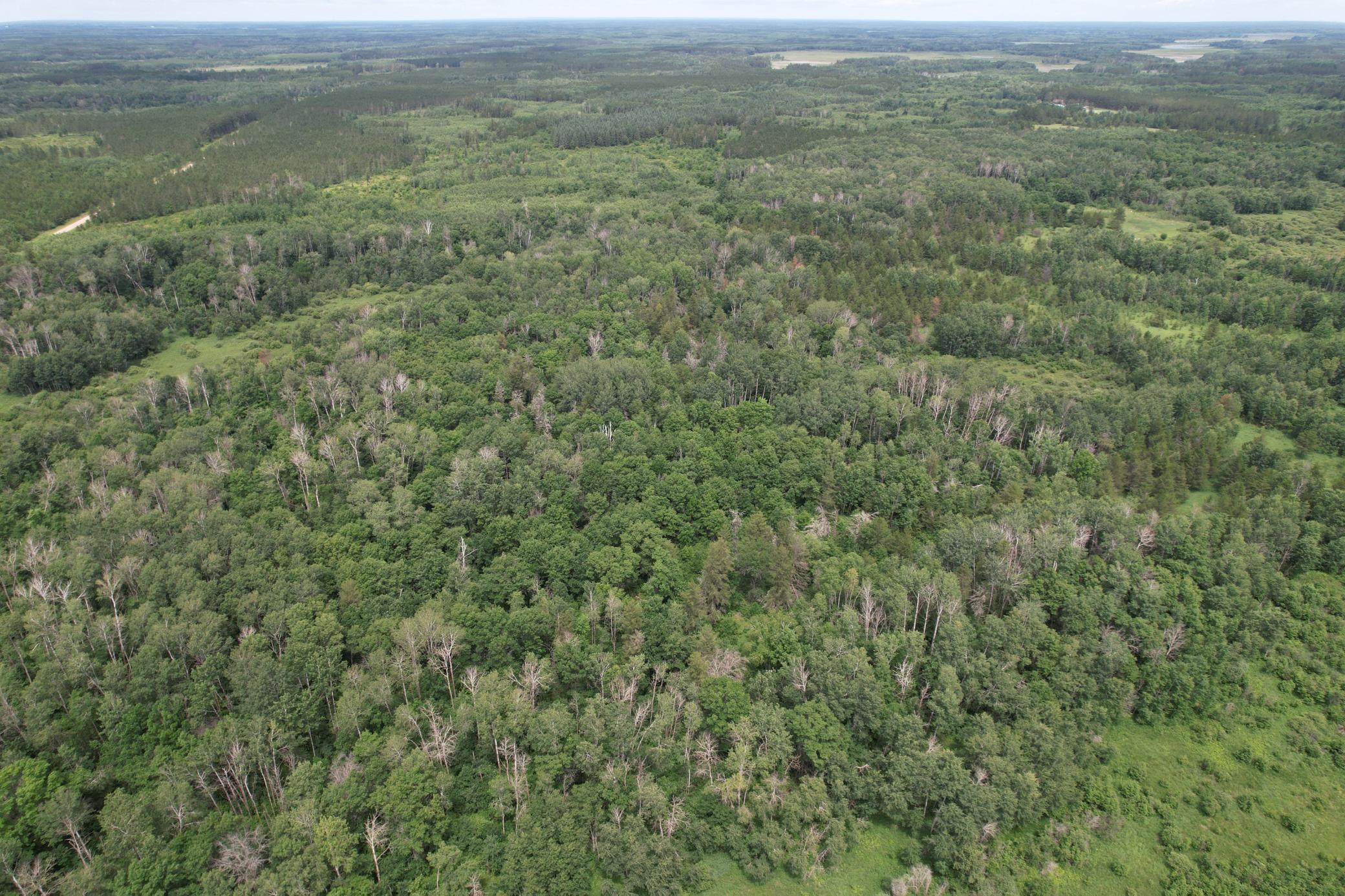dji_fly_20260708_133346_948_1783536009775_photo.jpg