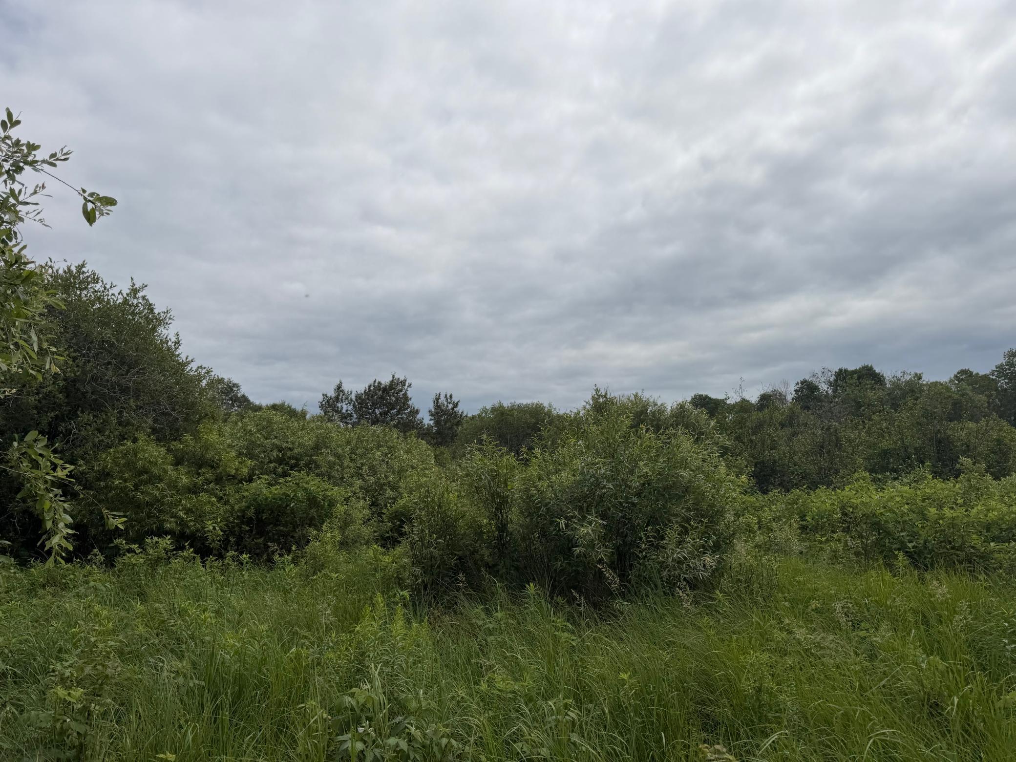 IMG_4825.jpeg
