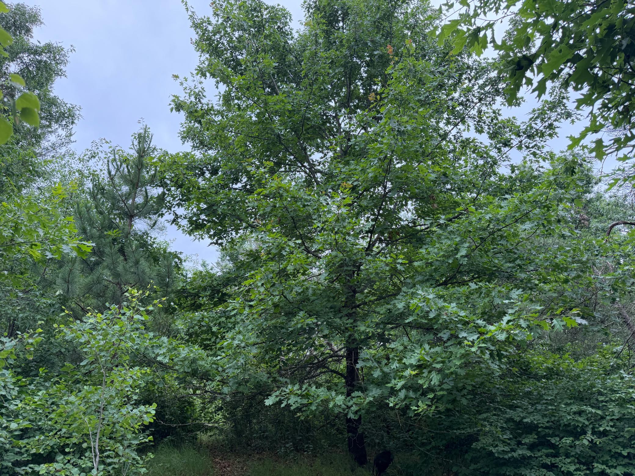 IMG_4792.jpeg