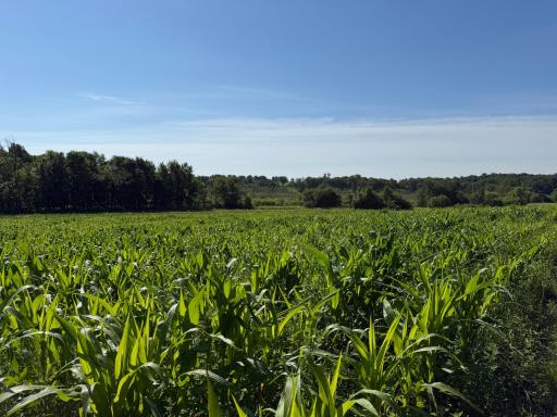 TBD 215th Avenue, Long Prairie, MN 56347