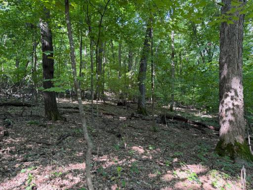 TBD 215th Avenue, Long Prairie, MN 56347