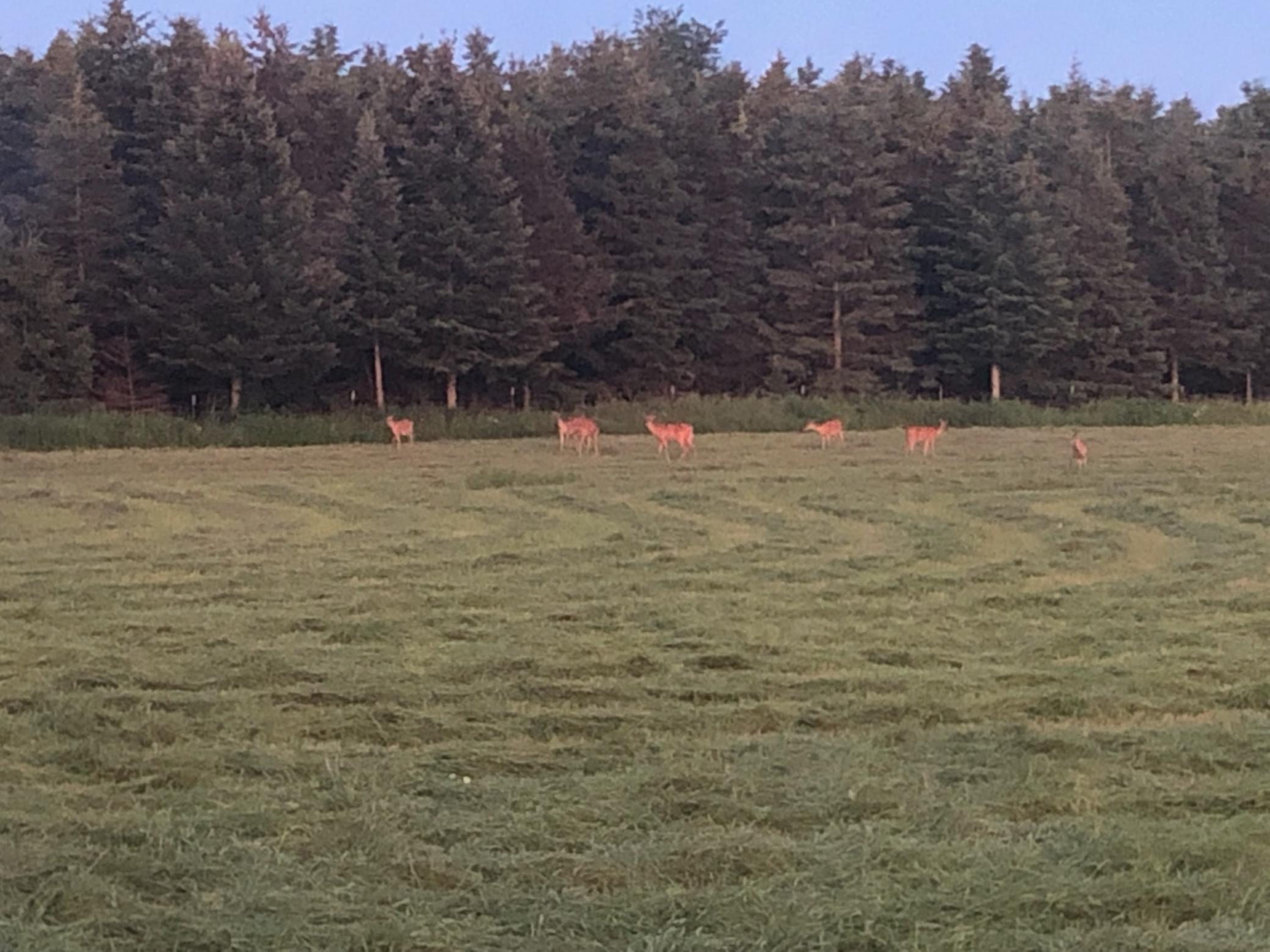 Lots of wildlife