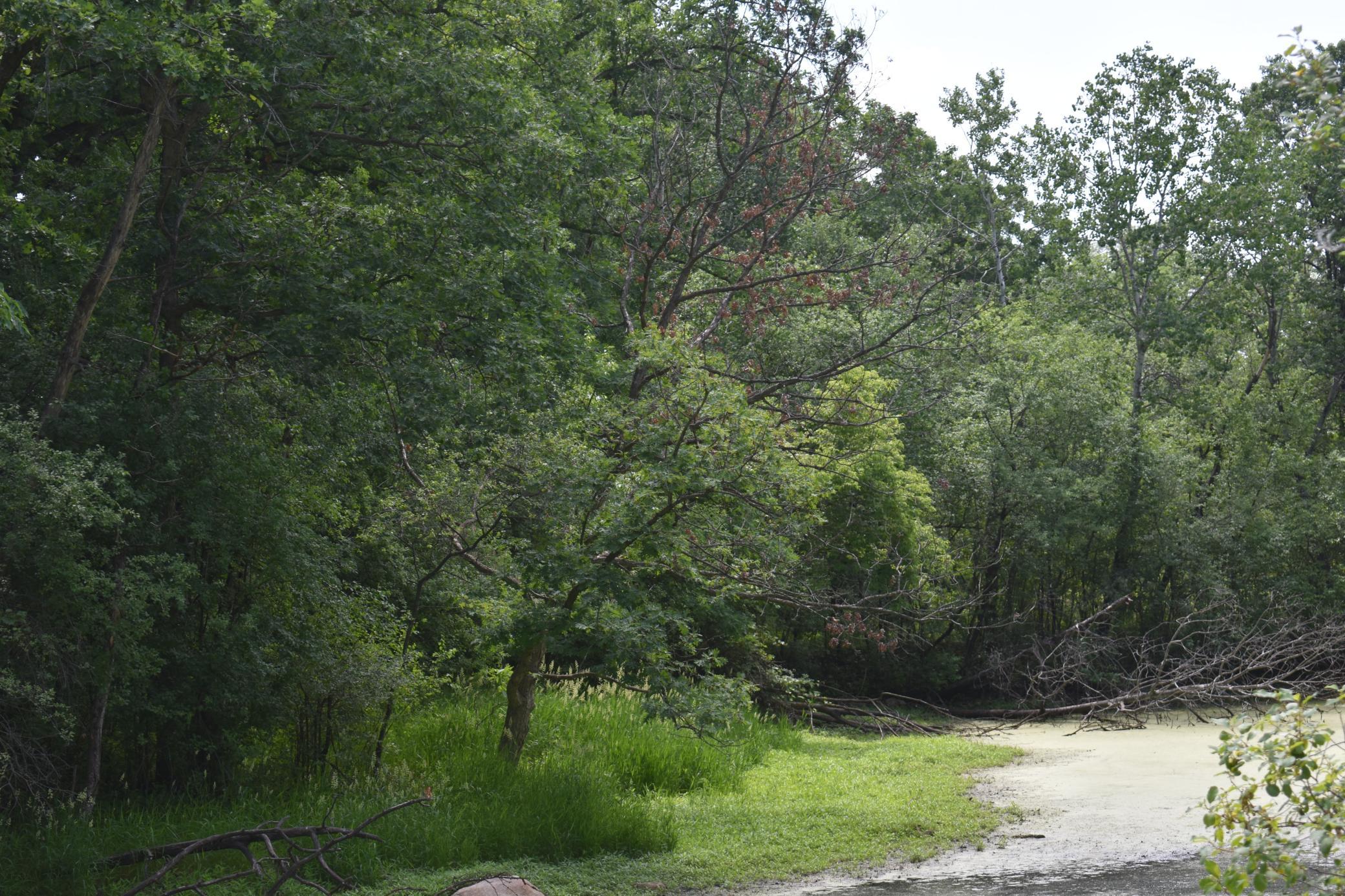 Build your custom home in the treetops.