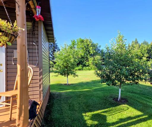 Fruit trees.jpg