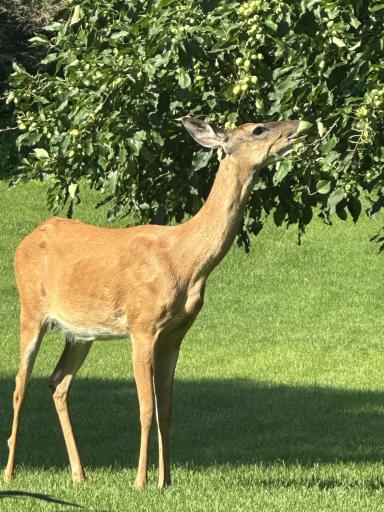 Enjoy nature from the deck overlooking the picturesque back yard.