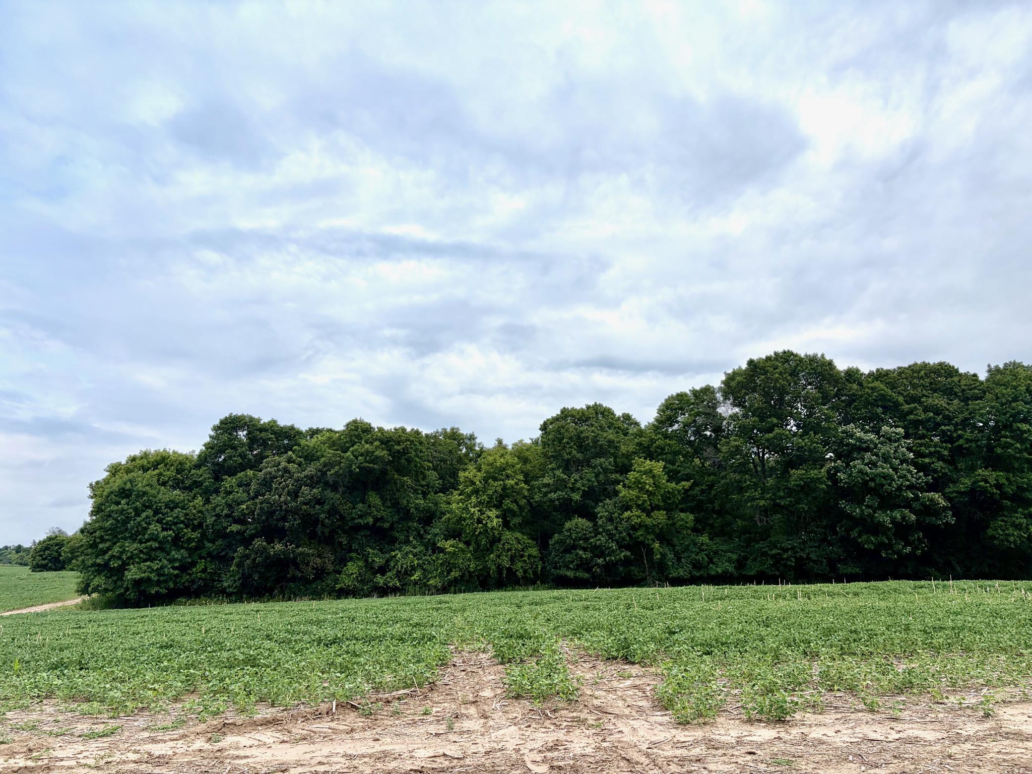 Welcome to (Lot 10, Block 2) Flamingo Meadows on County Road 5 NW in Bradford Twp.! This beautiful lot is 11.52 acres!