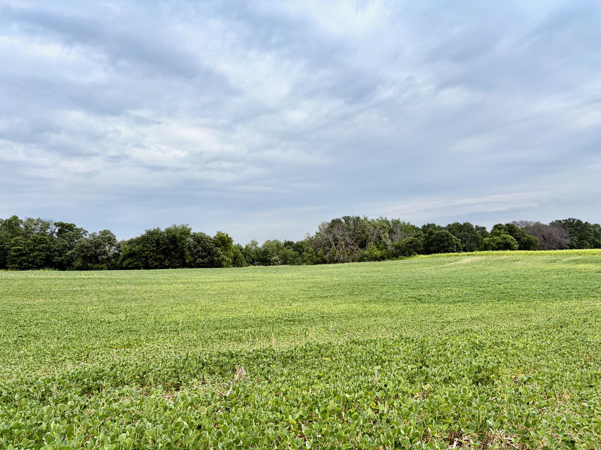Welcome to (Lot 12, Block 2) Flamingo Meadows on County Road 5 NW in Bradford Twp.! This beautiful lot is 10.47 acres!