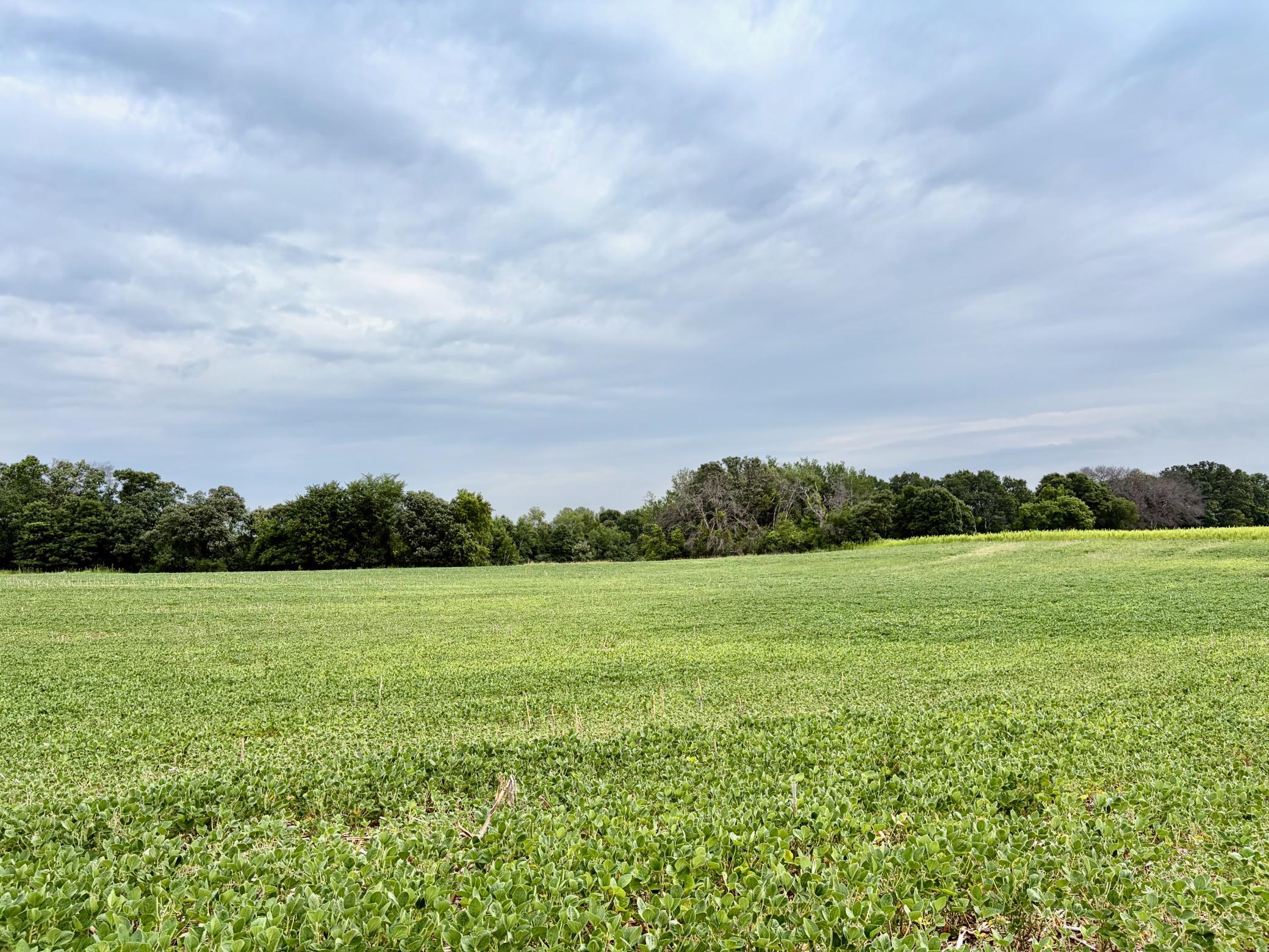 Welcome to (Lot 13, Block 2) Flamingo Meadows on County Road 5 NW in Bradford Twp.! This beautiful and affordable lot is 2.56 acres!