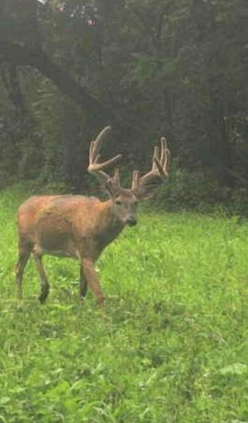 Deer.jpg