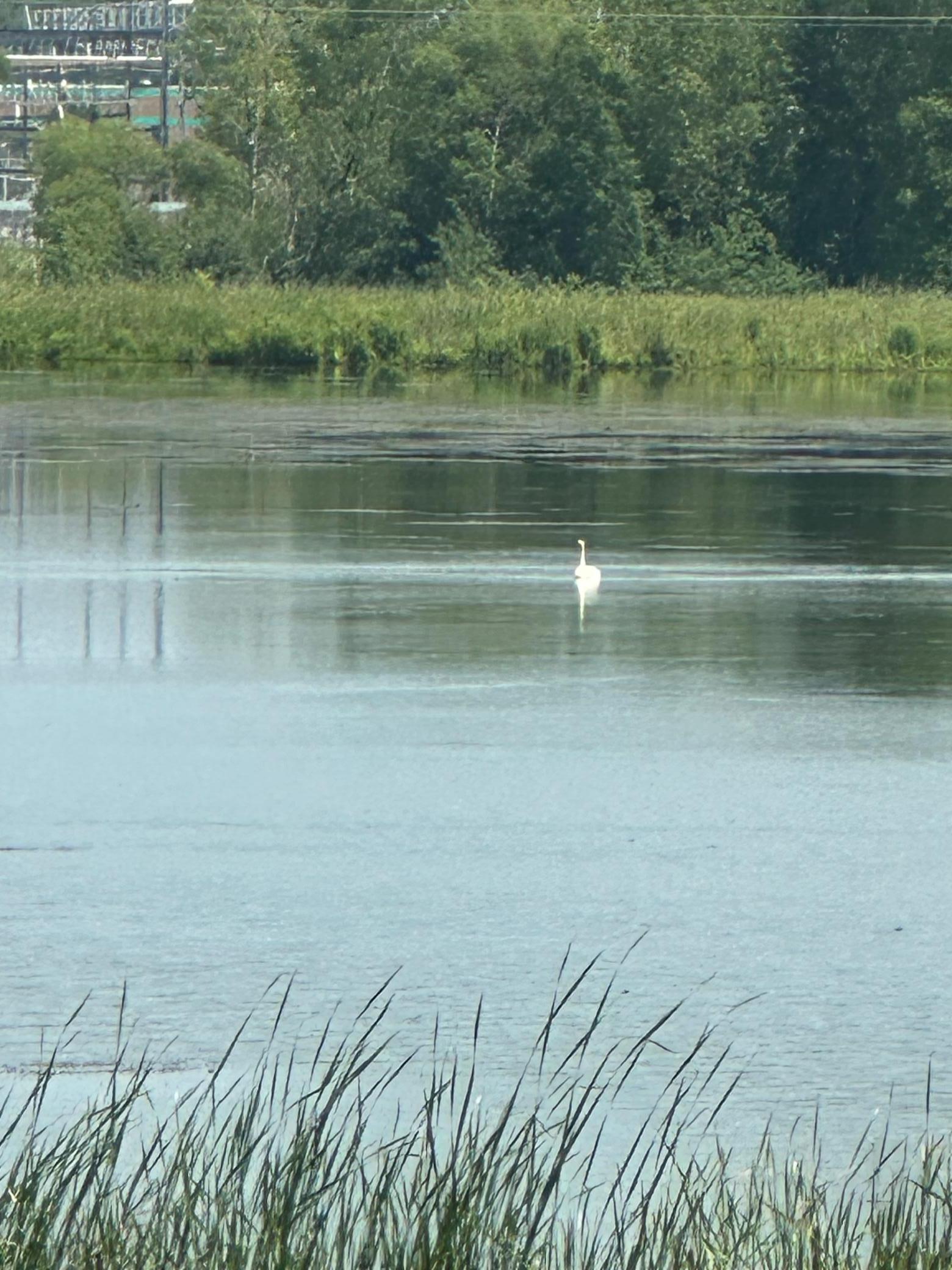 "Resident" Trumpeter Swans Visit Often!