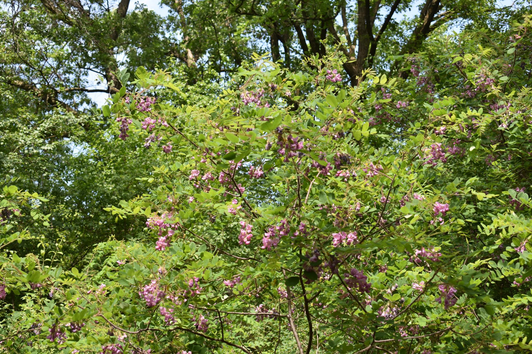 Wooded lot in Minnetonka