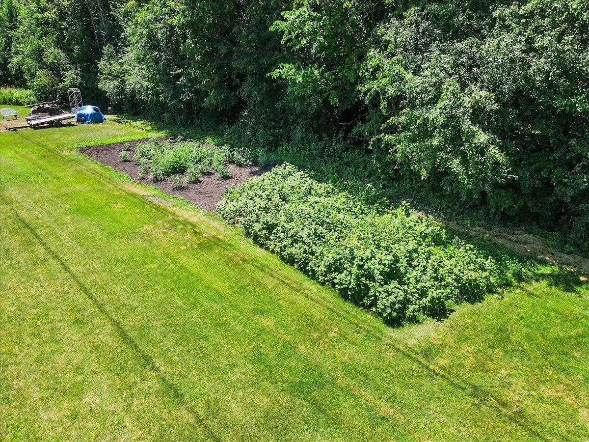 Rasberry bushes too!