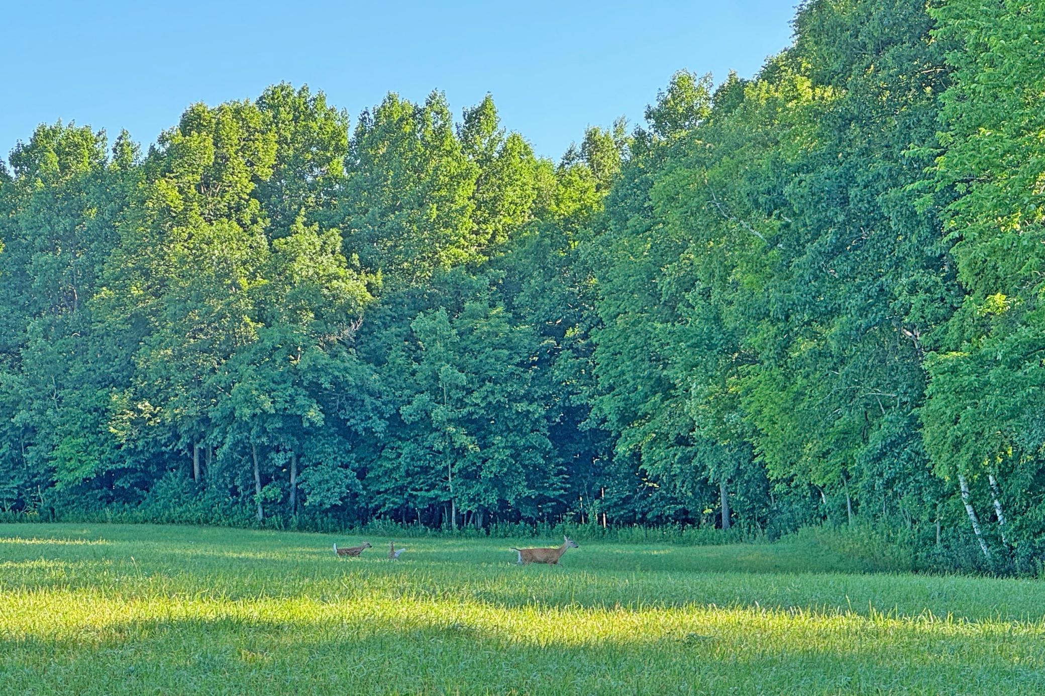 50a-Kanabec-30-Land-39a.JPG
