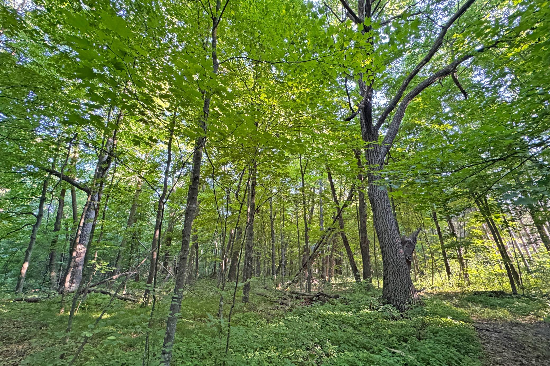 22-Kanabec-30-Land-11.JPG