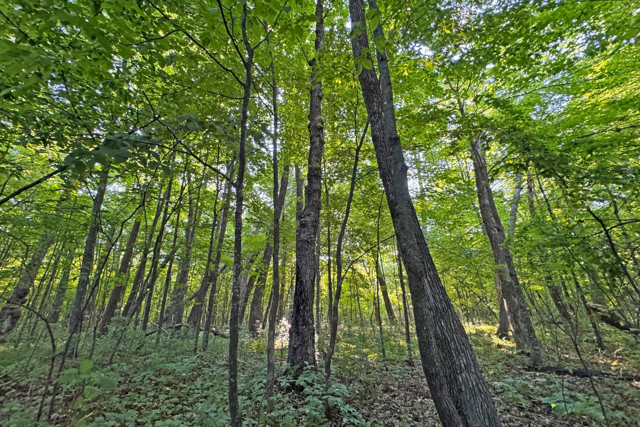 16-Kanabec-30-Land-05.JPG