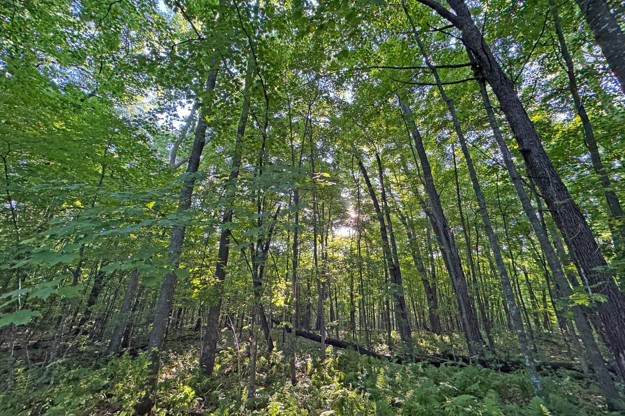 17-Kanabec-30-Land-06.JPG