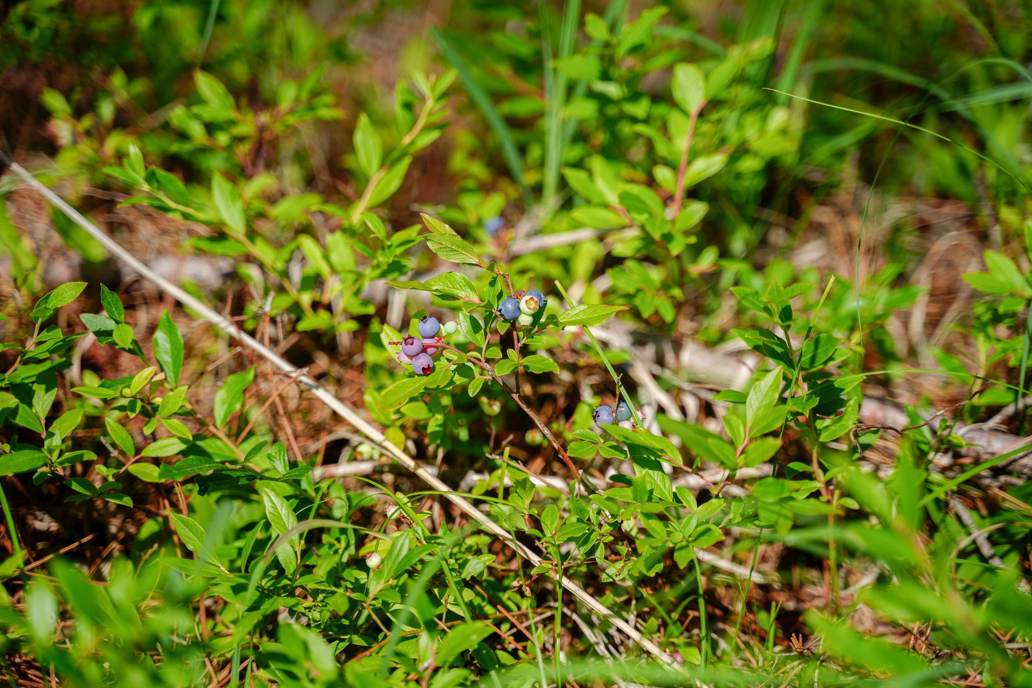 Blueberries