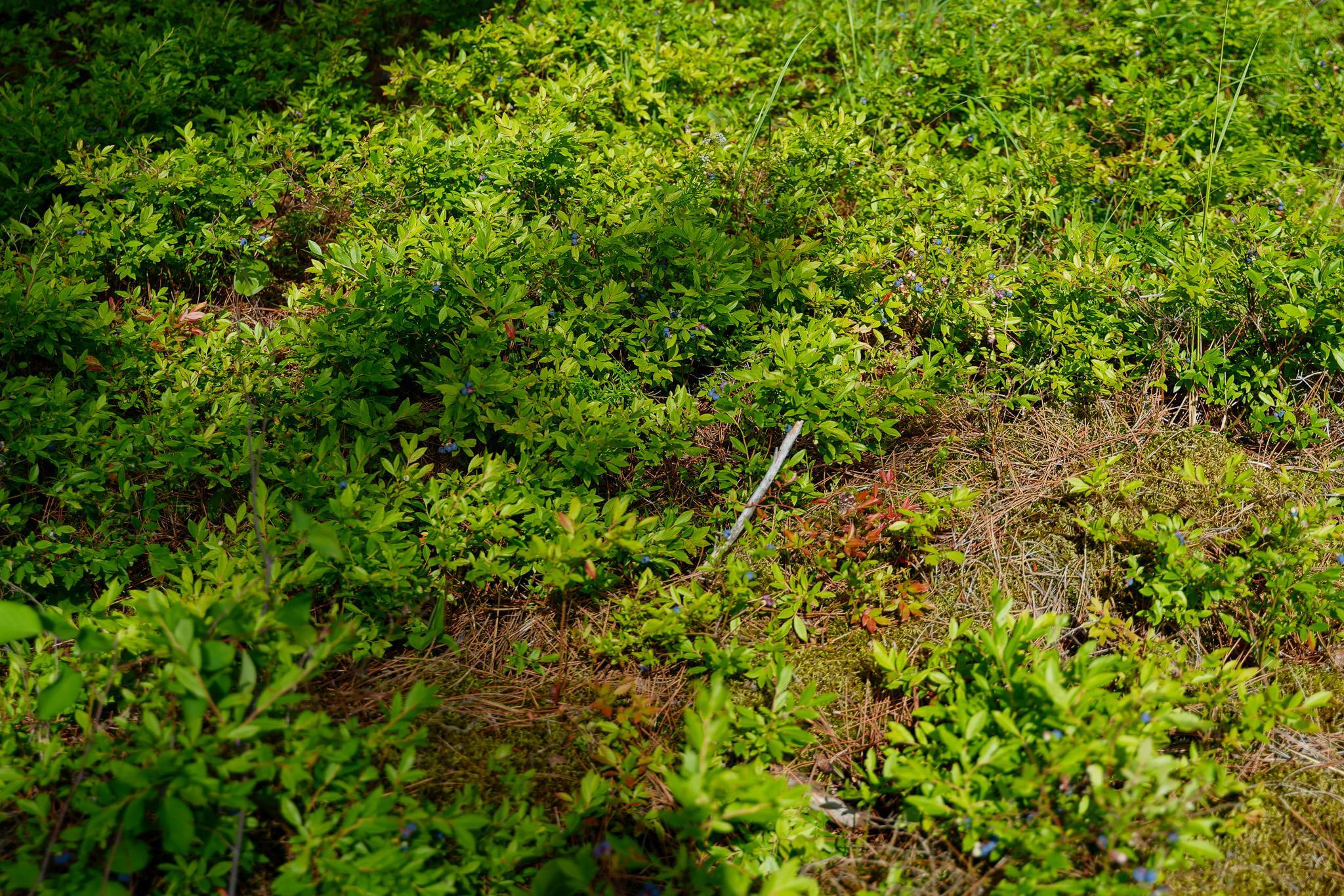 Blueberries everywhere!