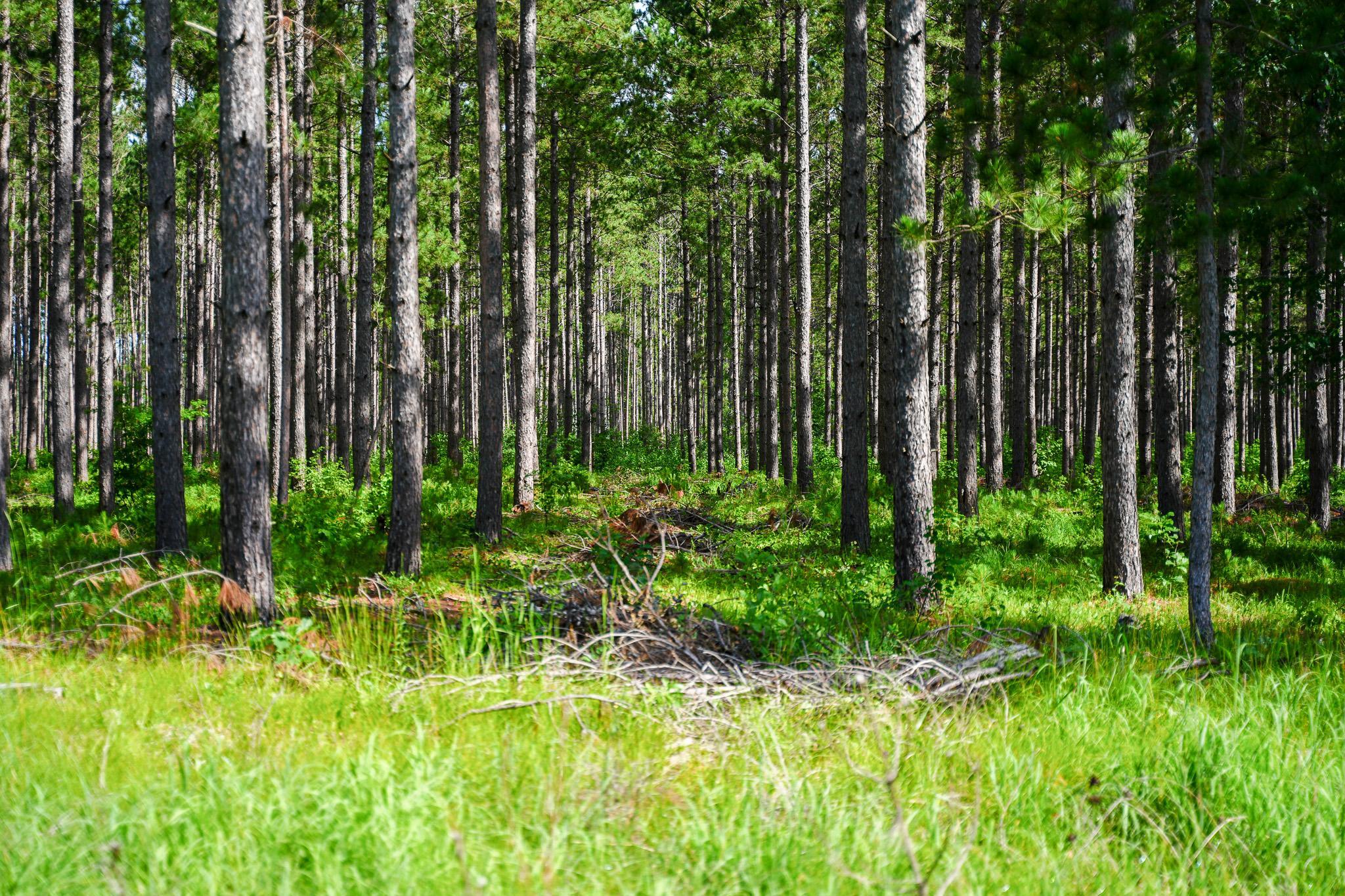 Pine studded 40+ acres