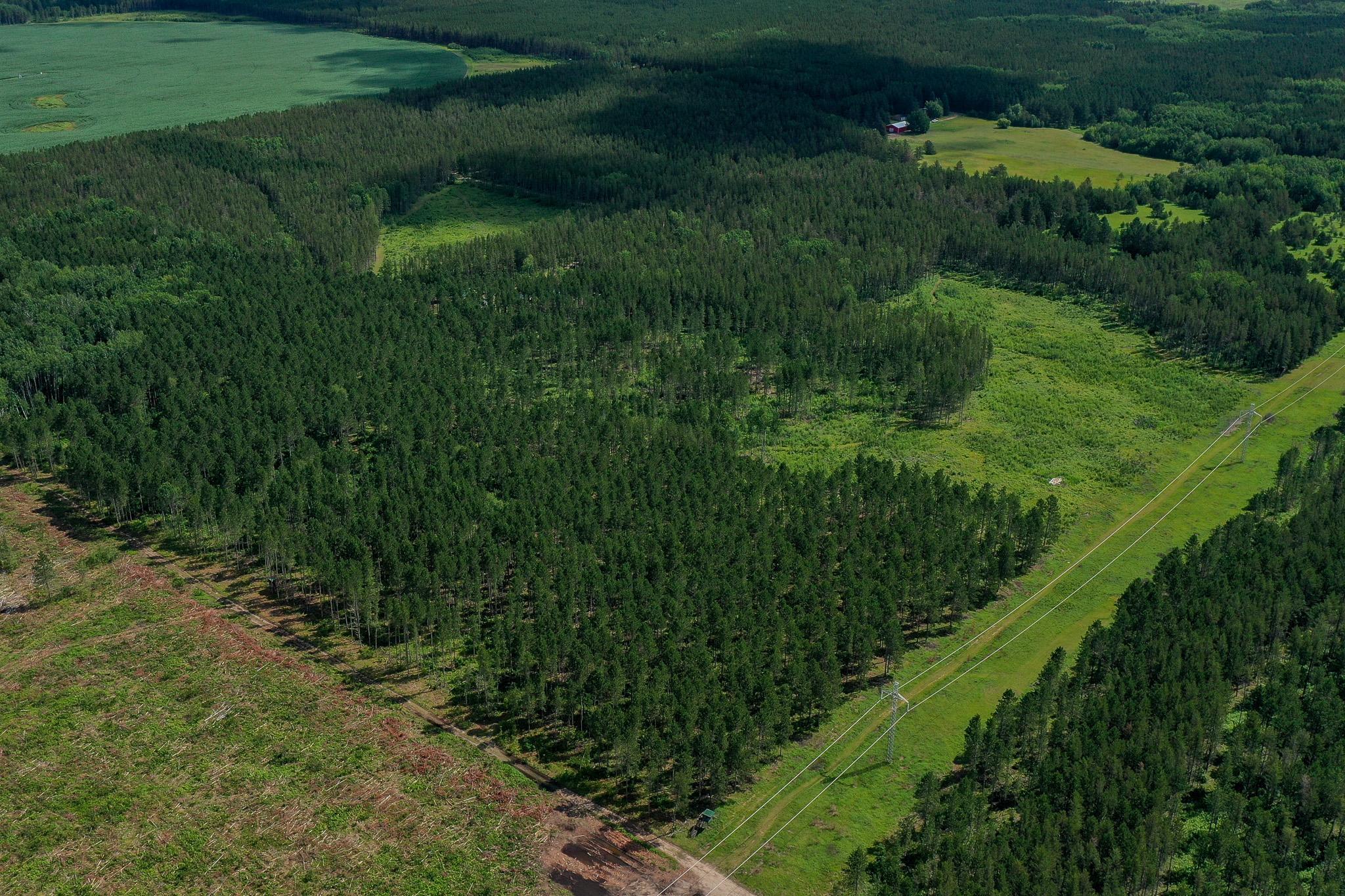 42+ Acres of Red Pine, Jack Pine, Aspen, and Clear Cut Areas.jpg
