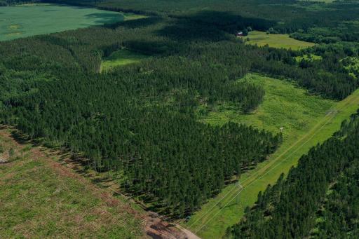 42+ Acres of Red Pine, Jack Pine, Aspen, and Clear Cut Areas.jpg