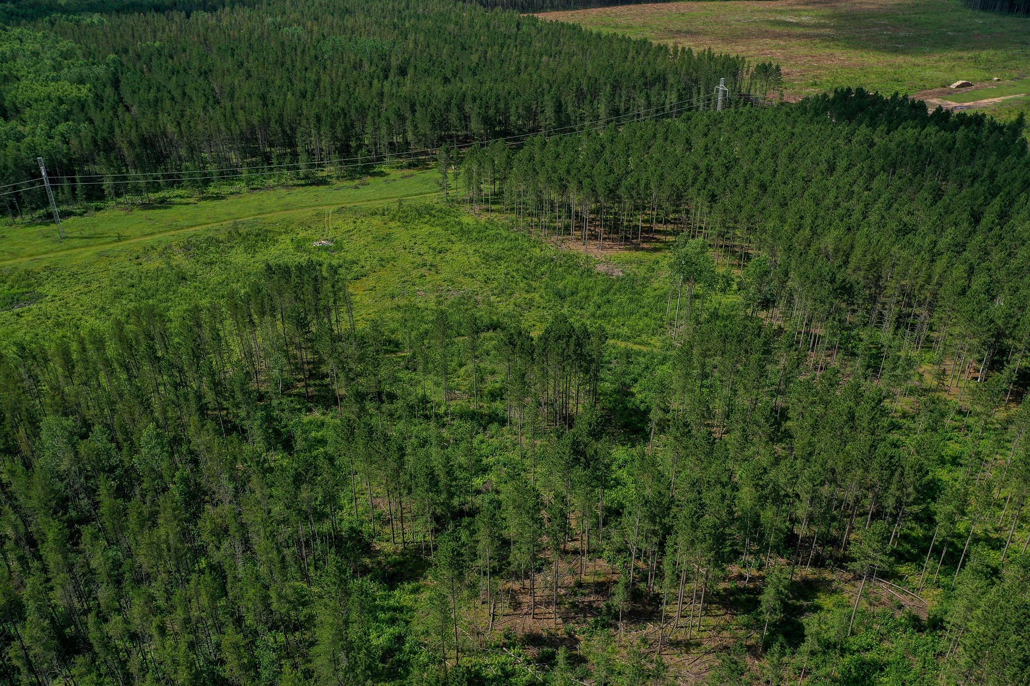 Clear cut area